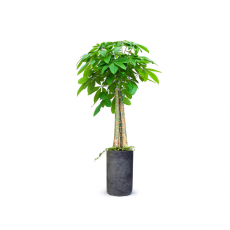 관엽식물-파키라-85
